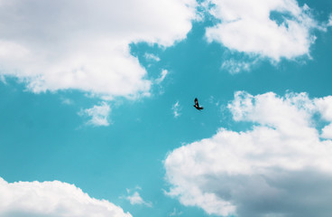 Beautiful calm and nice sky with bird in a flight clouds landscape.