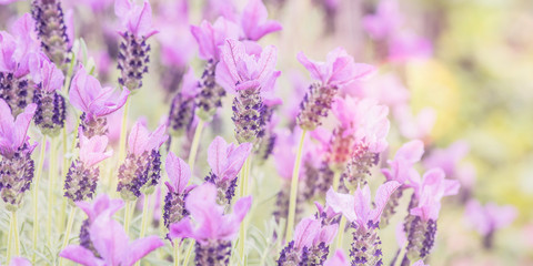 Summertime.  Blooming lavender in a field