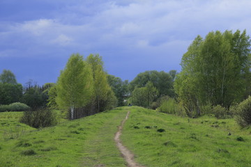 Road in the forest in spring time