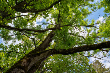 Fototapeta premium Looking up