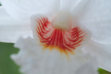 close up of white orchid