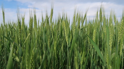 green wheat field