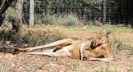 Sleepy Kangaroo