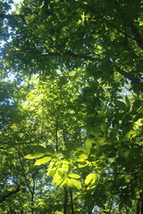 Feuilles dorées par le soleil