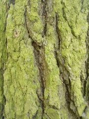 tree bark and green moss on a tree