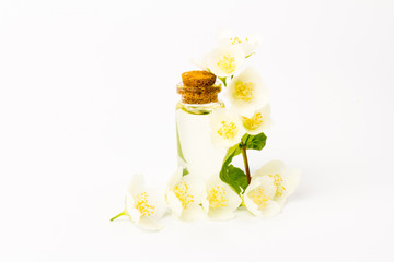 Jasmine flowers isolated on white background, close up.