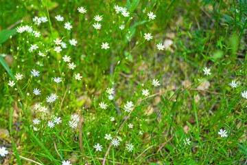 chamomile background, pattern of blooming daisies .green background with daisies. Little daisies...