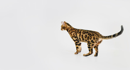 bengal domestic cat  breed that looks like a leopard