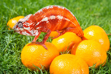 Bright orange chameleon sits on fresh oranges on a background of green grass