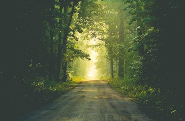 Obraz premium Las skąpany słońcem 