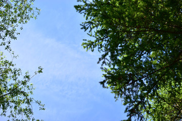 Blue sky and clouds in the branches of trees