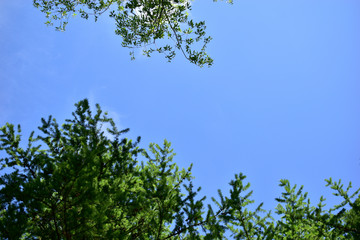 Blue sky and clouds in the branches of trees