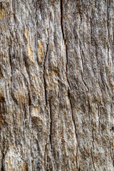 Old Weathered Wood Texture
