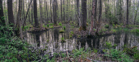 Forest swamps of the Leningrad region