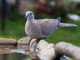 Collared-Dove , Streptopelia decaocto goes into the water of a bird's waterhole. Czechia. Europe.