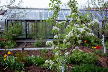 A small Apple tree grows in the garden, with a glass greenhouse in the background