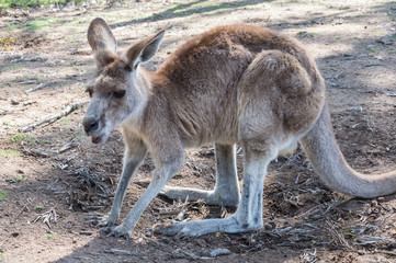 Naklejka na ściany i meble Kangaroo in the Park