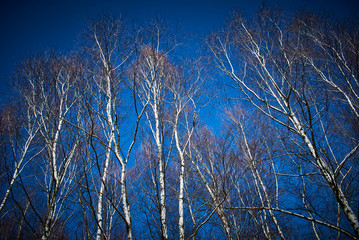 Tall and beautiful birches against the blue sky