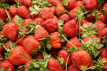 Strawberry lies in the wooden box