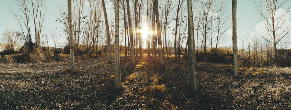 Paisaje del bosque al atardecer.Fondo de naturaleza pintoresca. La hierba y los &aacute;rboles de chopo en el bosque o en el parque.
