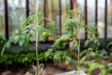 tomato seedlings in a greenhouse with the first green fruits tying and growing tomatoes, greenhouse with tomatoes, tomato seedlings in the soil close-up