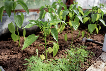 pepper seedlings in a greenhouse with the first green fruits growing peppers, greenhouse with bell pepper, pepper seedlings in the soil close-up, side view
