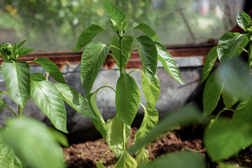pepper seedlings in a greenhouse with the first green fruits growing peppers, greenhouse with bell pepper, pepper seedlings in the soil close-up, side view