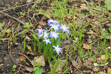 Beautiful white blue blue purple flowers with green leaves grow from black earth among dry foliage in spring.