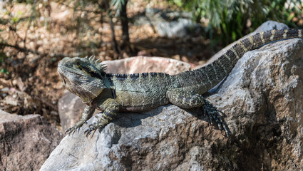 Fototapeta premium Lizard on the Rock