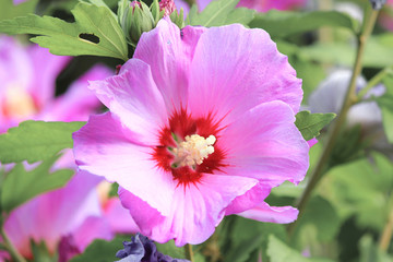 Hibiscus (in german Hibiskus or Eibisch) Hibiscus © pixs:sell