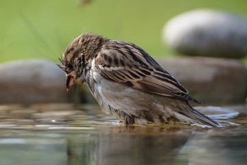 Tree sparrow (Passer montanus) bathes in the water of a bird's waterhole.  Czechia. Europe.