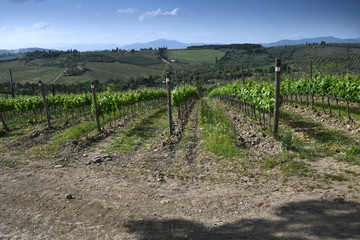 Fototapeta na wymiar rows of vineyards in Chianti region near Florence during spring season with blue sky. Tuscany, Italy.