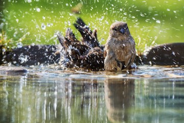 Two House sparrows, Passer domesticus, a couple, bathes in bird waterhole.  Czechia. Europe.