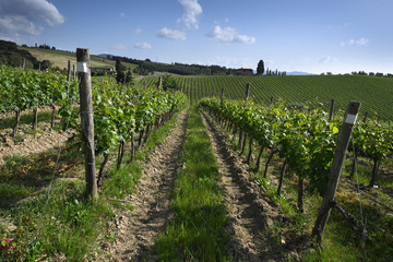 Fototapeta na wymiar rows of vineyards in Chianti region near Florence during spring season with blue sky. Tuscany, Italy.