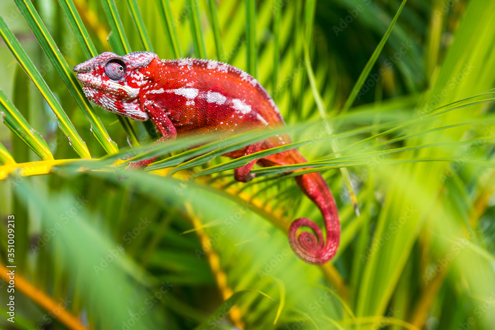 Wall mural a bright red chameleon sits in bright plants. macro shooting