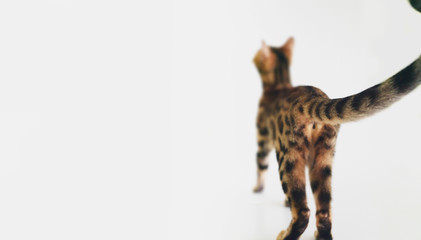 bengal domestic cat  breed that looks like a leopard