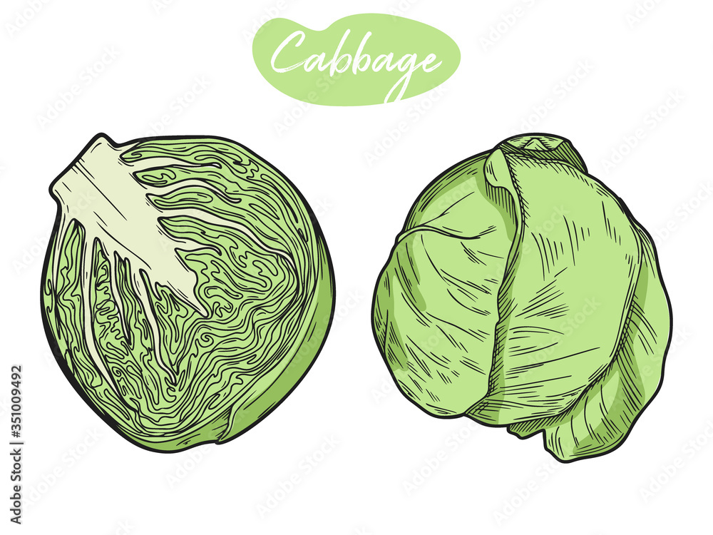 Poster set of different cabbage isolated on white background. vector