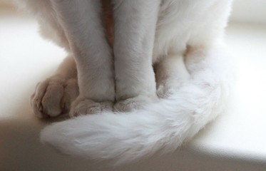 close up of white fur