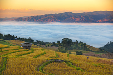 Terraced rice field with cottage at Ban Pa Bong Piang, Chiang Mai in Thailand
