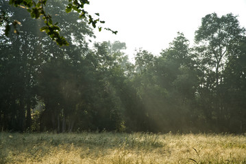 sun rays in the forest