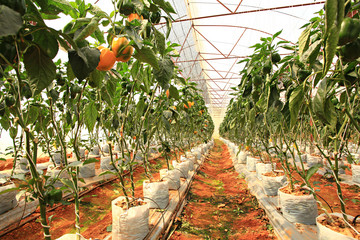 Pepper farming has growth of bell pepper plants inside a greenhouse farmer harvesting agricultural in Pang Da Royal Project Chiang mai Province, Thailand 