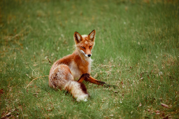 Red fox in the forest