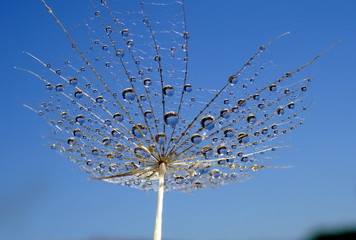 dandelion seed head