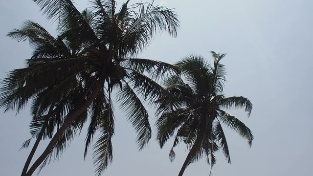 Coconut palm trees moving in the wind against the blue sky 