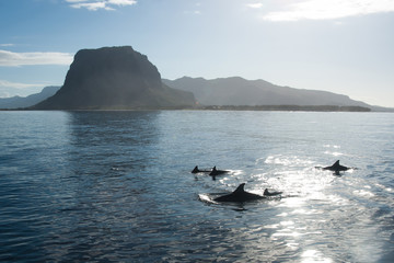Dolphins of Indian Ocean