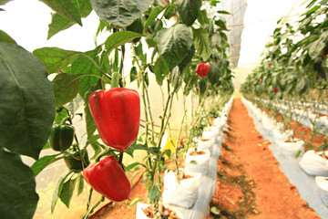 Pepper farming has growth of bell pepper plants inside a greenhouse farmer harvesting agricultural in Pang Da Royal Project Chiang mai Province, Thailand  - obrazy, fototapety, plakaty