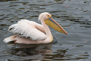 Fototapeta na wymiar Portrait of beautiful water bird Pink-backed Pelican with yellow beak and gentle pink feathers and funny topknot. Namibia.