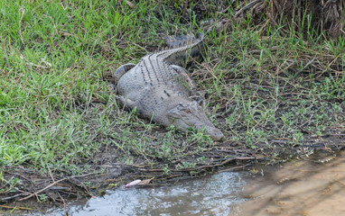 Australian Crocodile