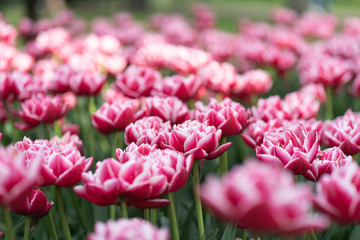 Huge fields of colorful tulips. Netherlands. Amsterdam. Background for cards for any holiday. Spring flowers.