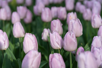 Huge fields of colorful tulips. Netherlands. Amsterdam. Background for cards for any holiday. Spring flowers.